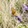 Butterflies loved these purple flowers