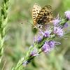 A Happy Butterfly