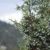 Juniper berries