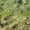 Fish in the clear water