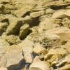 Looking down at fish and rocks