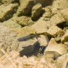 Clear water in the alpine lake