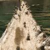 Standing on the tree in the middle of the lake