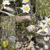 A collection of wildflower shots from our hike
