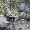 Big Horn Sheep in RMNP