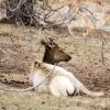 Elk sitting below pine trees
