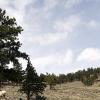 Elk resting on the hill side