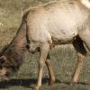 Baby Elk