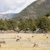 The heard grazing on the east side of RMNP