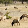 The heard grazes in the late afternoon