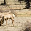 Must be nice to be an elk