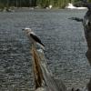 Grey's Jay
