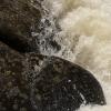 White water and polished rocks