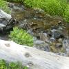 Wildflowers and a tributary creek
