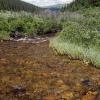 Standing in the young Poudre River and looking down stream