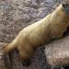 A Marmot poses for the photographers