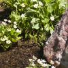 Wild flowers growing in snow melt run-off