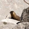 Dramatic Marmot