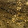 Lots of fish in Mirror Lake