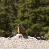 Marmot at the side of the road