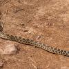 A gopher snake was crossing the trail about 100ft into our hike
