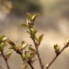 Early spring shoots in Lory State Park
