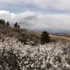 Plum bushes in bloom in Lory State Park