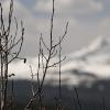 Buds on the aspens up high in the mountains