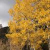 Aspens a-glow