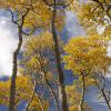 Yellow leaves and blue skies
