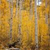 Lots of yellow!