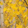 Aspen leaves