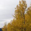 Grey skies and yellow aspens