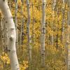 Yellow leaves, white bark