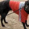 Please don't accidently shoot my dog - she's wearing red!