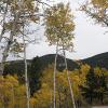 The distant summit of West White Pine mountain