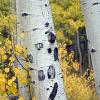 White bark, yellow leaves