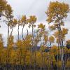 Old aspens, young aspens