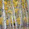 White bark, yellow leaves