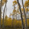 A bit of sunlight filters into the aspen grove