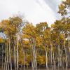 An aspen grove