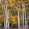 White bark, yellow leaves