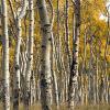 A bit of light filters into the aspen grove