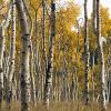 Aspen grove
