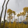 There are many layers in this forest