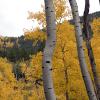 Aspens cover the mountain