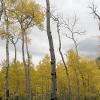 Old trees, young trees