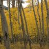 Aspens and mountains