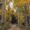 The road winds through aspens