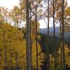 Mountains and yellow trees